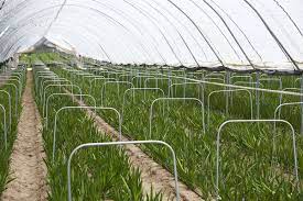 New Growth In Freesia Production This Tricky Crop Is Timed Lighted And Temperature Controlled To Provide Year Round Produ Holland America Holland Farmland