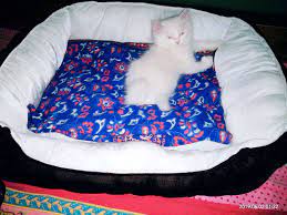 Siamese Kittens For Sale Price In India Mr N Mrs Pet Kitten For Sale Siamese Kittens Siamese Cat Breeders