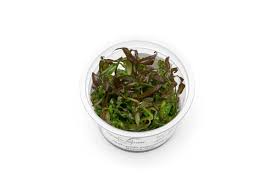 Image result for Hygrophila cataractae