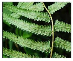 Image result for Ampelopteris