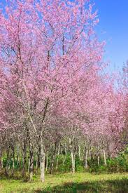 Image result for Prunus cerasoides