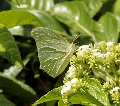 Image result for Cordia torrei