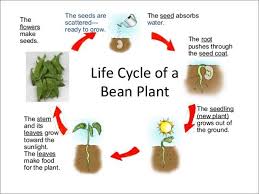 life cycle of a bean plant science lesson for grade 1 a