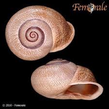 The price is for two otala lactea aka the milk snail, or spanish snail pet land snails. Milk Snail Land Snails And Slugs Of San Francisco Inaturalist