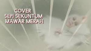 Sepi sekuntum mawar merah suara power dan pandai berinteraksi dengan pengunjung buat ramai terpegun. Sekuntum Mawar Merah Herunterladen
