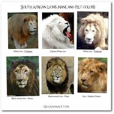 I Spy Animals I Spy Games In The Animal Kingdom Animals Big Cats Elephant Species
