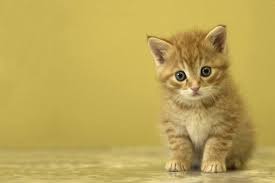 You'll find pictures of cats and kittens. 40 Yummy Yummy Pictures Of Cute Kittens Tail And Fur