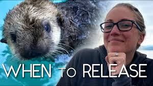 Marine Mammal Rescue, Rehabilitation, and Release