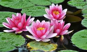 Gambar mewarnai bunga teratai by admin posted on june 17 2020 december 6 2020 mewarnaimyid teratai ialah bunga yang tumbuh subur di atas permukaan air yang tenang seperti rawa danau atau kolam. Gambar Bunga Teratai Warna Hitam