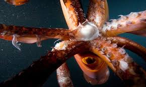 Woman S Mouth Falls Pregnant To Twelve Squid After Biting Into Sea Creature Scientists Claim Daily Mail Online