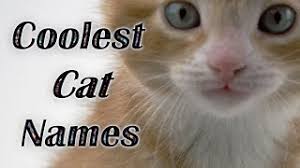 Get a glimpse of it and get your cat popularized! Best Cat Names Coolest Kitten Names Watch Cute Kitties Vote For Your Favorite Cat Name Youtube