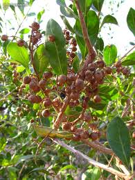 Image result for Lawsonia inermis