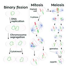 Cell Division Wikipedia