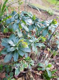 Image result for Euphorbia guerichiana
