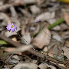 Image result for Sphaeranthus foliosus