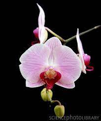 Orchid Phalaenopsis Spanish Melody Pretty Flowers Orchids Phalaenopsis