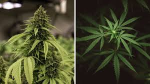 Image result for Cannabis sativa