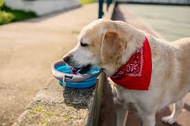 This food mat is ideal for smaller pet bowls because it is 17.5 x 10 inches in size. 10 Best Travel Dog Bowls In 2021 Road Affair