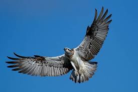 Galleries Australian Geographic Australian Fauna Animal Planet Australian Birds