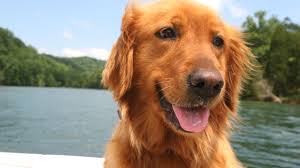 10 Friendly Facts About The Golden Retriever Mental Floss