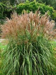 Chinaschilf Miscanthus Fur Alle Jahreszeiten Ahren Schaukeln Bei Der Leisesten Luftbewegung Fahrt Der Wind Durch Die Sta Chinaschilf Herbstgarten Pflanzen