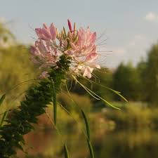 Image result for Cleome densifolia