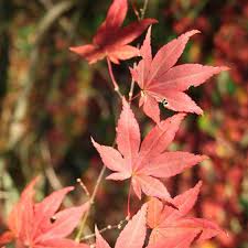 Ce divin coloris pourpre évolue vers un rouge orangé vraiment remarquable en. Erable Palme Palmatum Atropurpureum Achat Direct Au Producteur