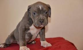 Male pitbull puppy he is 9 weeks old and had his first set of shots. Pitbull For Sale Pennsylvania