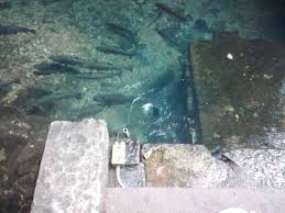 Hotels near the fugitive beach hotels near mark twain national forest hotels near stonehenge at missouri s&t hotels near rolla lions club den and park hotels near ed clark museum of missouri geology hotels near ber juan park hotels near little prairie conservation area hotels near rolla public library Trout Picture Of Mark Twain National Forest Rolla Tripadvisor