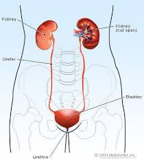 The role of intestinal barrier function in the pathogenesis of gastrointestinal autoimmune diseases. Chronic Kidney Disease 12 Symptoms 5 Stages Diet And Treatment