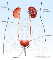 Some kidney function loss is normal with age, and people can even function normally with only one kidney. Chronic Kidney Disease 12 Symptoms 5 Stages Diet And Treatment