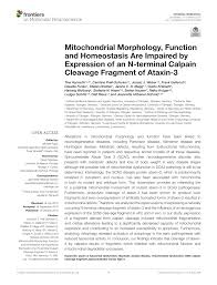 Laat je inspireren door de keukens is verschillende stijlen, werkbladen én apparatuur. Pdf Mitochondrial Morphology Function And Homeostasis Are Impaired By Expression Of An N Terminal Calpain Cleavage Fragment Of Ataxin 3