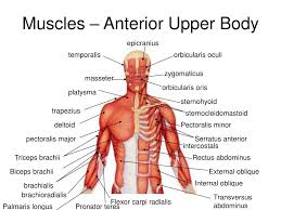 The muscles labelled in the anterior muscles diagram shown above are listed in bold in the following table Ppt Chap 10 Muscles Powerpoint Presentation Free Download Id 445716
