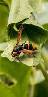 All Black Bug That Looks Like A Wasp A Wasp Using A Plant Leaf A Nest Wasp Plant Leaves Wasp Insect