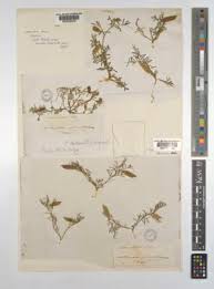 Image result for Rytigynia monantha