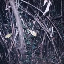 Image result for Eremospatha cuspidata