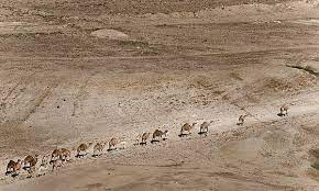 It seems that the camel must have been domesticated in north africa and then made its way into arabia during antiquity. Camel Train Wikiwand