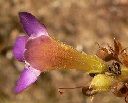 Image result for Linderniella pusilla