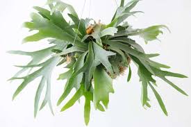 Sometimes toxic plants are naturally repulsive to animals (they taste extremely bitter easter and stargazer lilies are among those highly toxic to cats but calla lilies and peace lilies (like the potted one above) can cause reactions in both cats and dogs. 10 Non Toxic Houseplants That Won T Kill Your Pretty Kitty Jessica Brigham