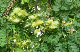 Image result for Albizia lebbeck