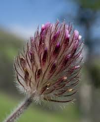 Image result for Trifolium masaiense