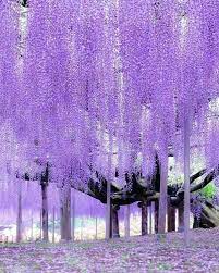 This tree has unusual flowers due to their large size in comparison to other flowering cherry trees. Japanese Purple Willow Tree 801x1000 Wallpaper Teahub Io