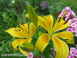 Verschiedene Lilien Im Garten Lilien Pflanzen