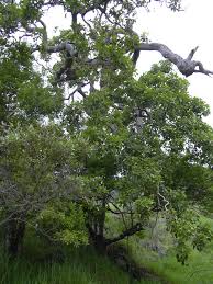 Image result for Buchnerodendron
