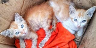 Der internationale tag der katze, kurz tag der katze, auch internationaler katzentag oder weltkatzentag genannt, ist ein aktionstag und wird alljährlich am 8. Bjnmxqqbo37ikm