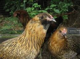 Space is limited and so is the diversity of plants. My Experience Raising Ameraucana And Easter Egg Chickens From Pullets To Hens Pethelpful