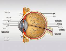 Human Eye Anatomy Retina The Body Of The Eye Model Human Model Www Oustormcrowd Com Eye Anatomy Anatomy Human Body Anatomy