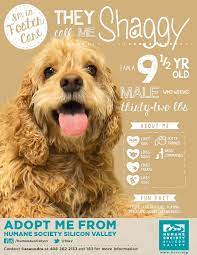 Adoptable Cocker Spaniel Mix Dog Shaggy A 98986 Humane Society Silicon Valley Dogs And Kids Humane Society Foster Dog