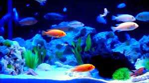 malawi aquarium 500l mit led beleuchtung big aquarium cichlids aquarium