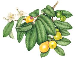 Image result for Psidium guajava